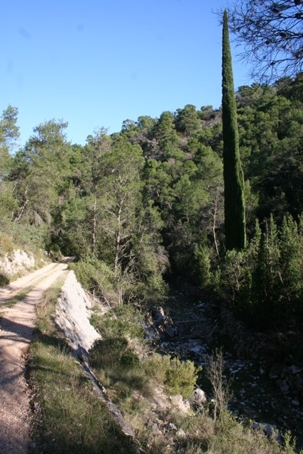 The Maquis forest